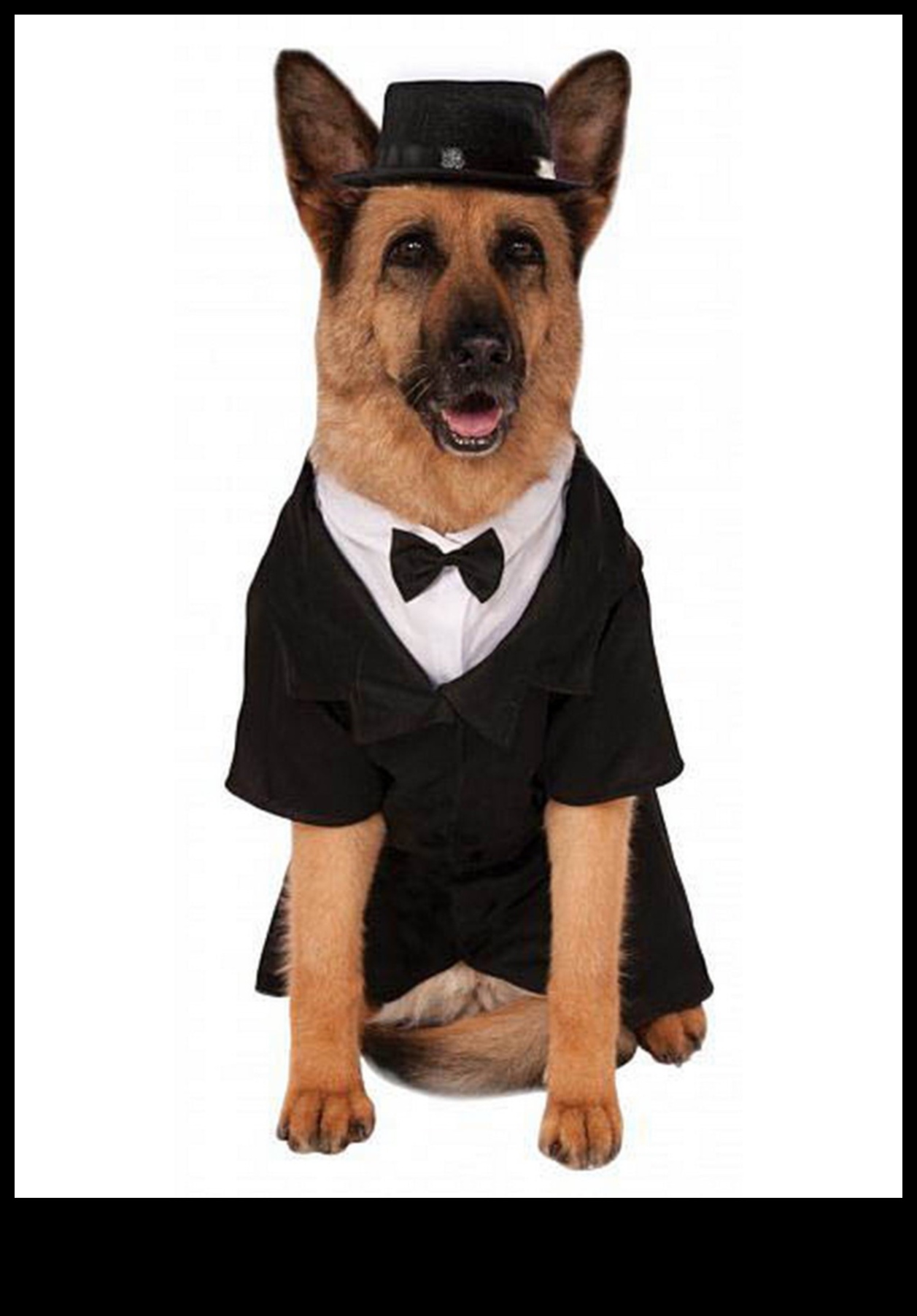 Dapper Doggies: DIY mājdzīvnieku apģērbs un aksesuāri