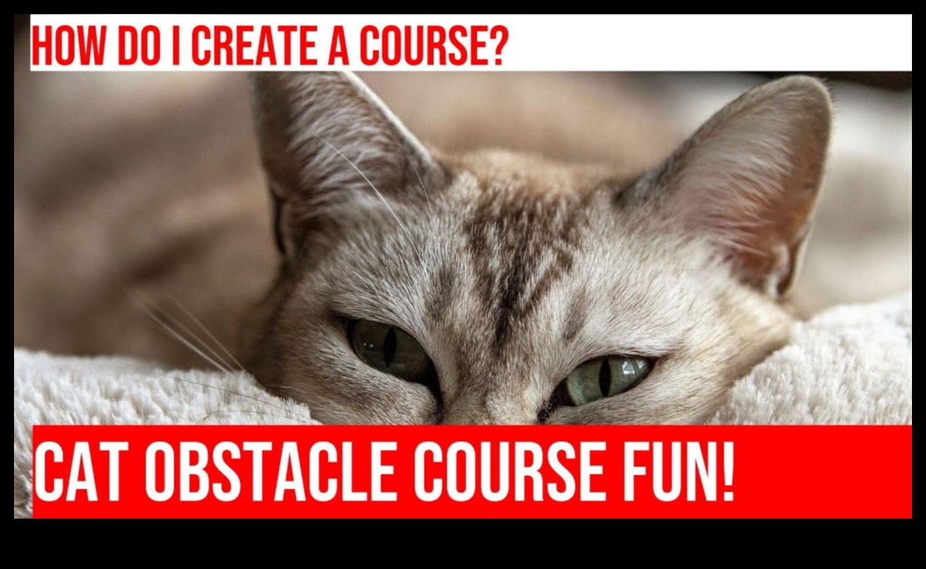 Feline Fitness Frenzy Turpinājums: Iekštelpu šķēršļu kursu izveide