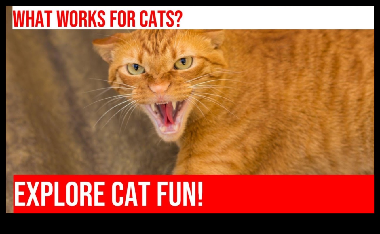 Feline Fitness Frenzy Turpinājums: Iekštelpu šķēršļu kursu izveide