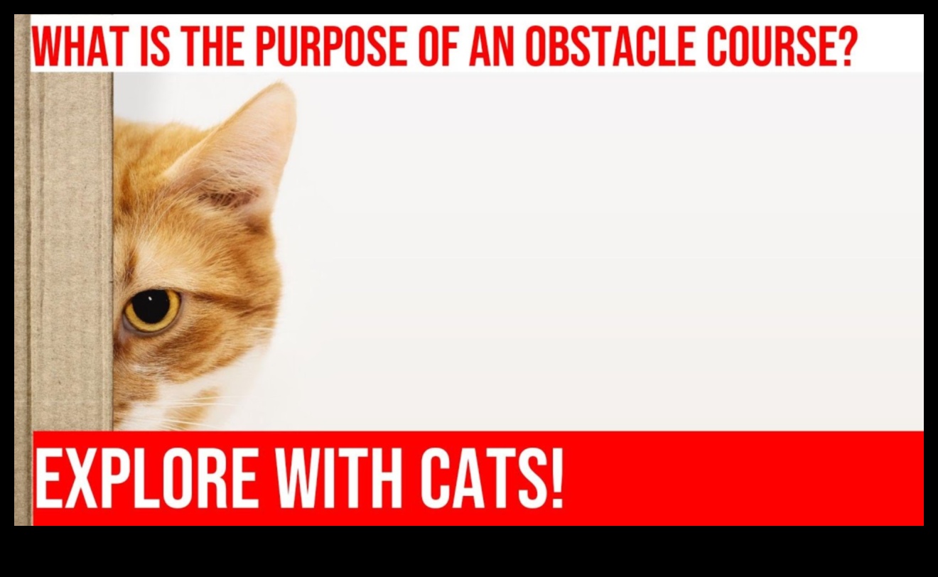 Feline Fitness Frenzy Turpinājums: Iekštelpu šķēršļu kursu izveide