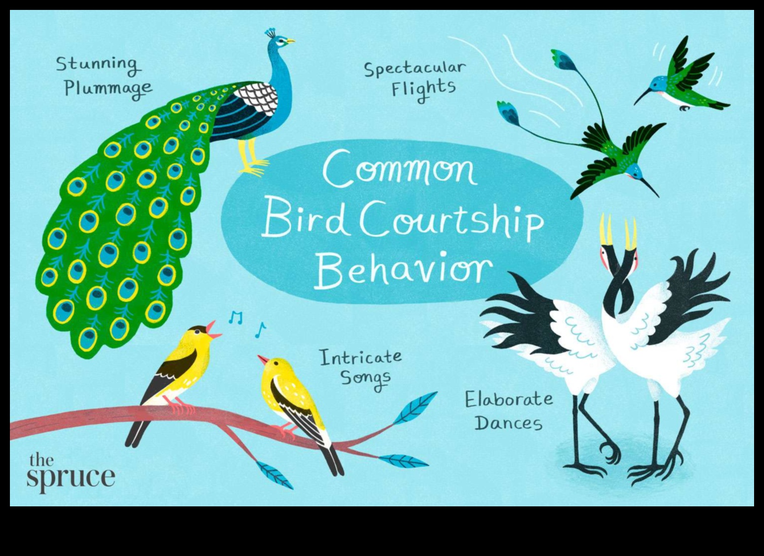 Olu dēšanas māksla: Izpratne par putnu vairošanos