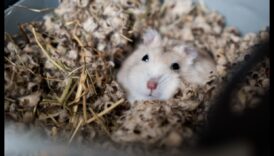 Kāmju uzvedības problēmas, turpinājums: risinājumi bieži sastopamiem izaicinājumiem