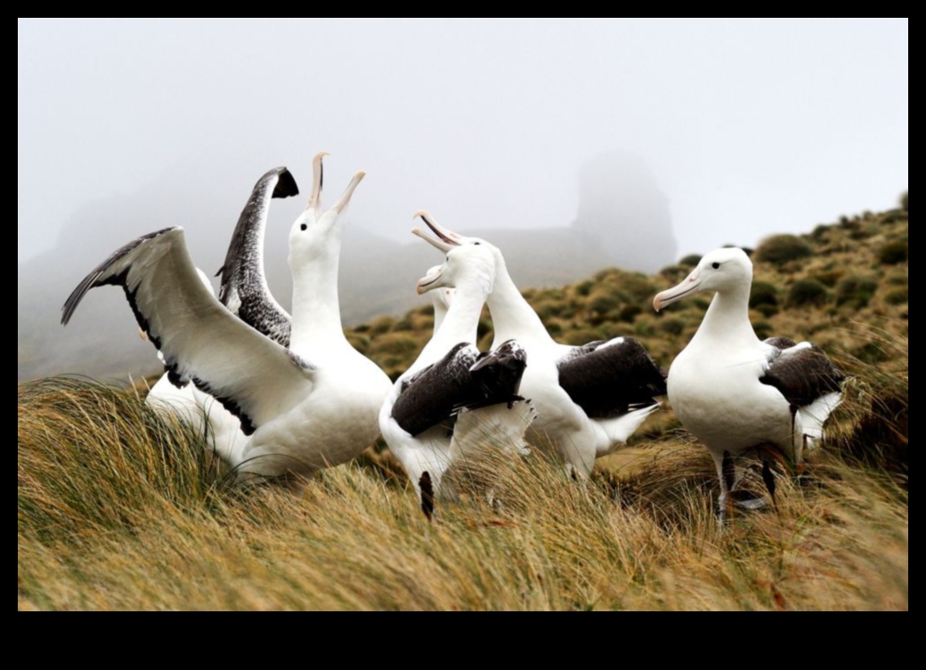 Putnu sportisti: putni, kas pazīstami ar saviem izcilajiem varoņdarbiem