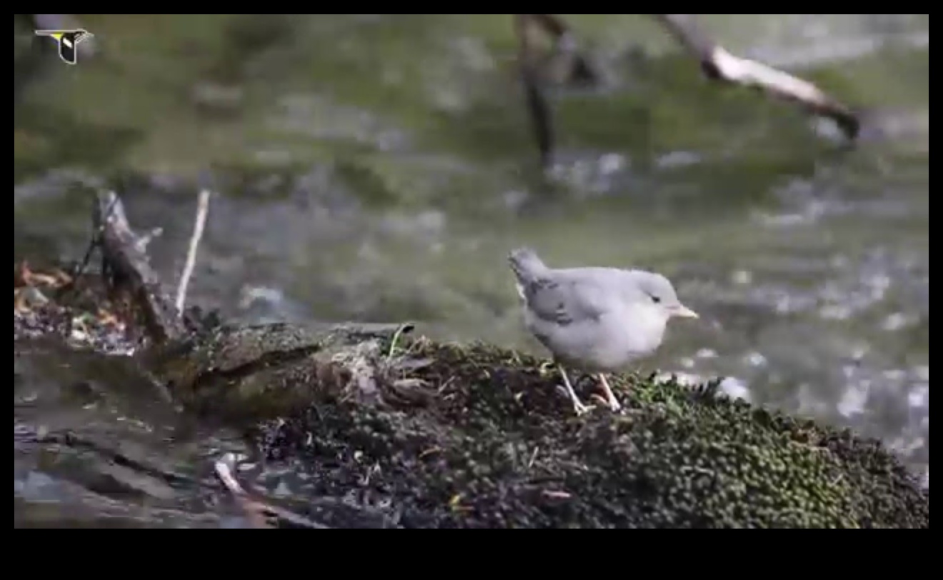Putnu sportisti: putni, kas pazīstami ar saviem izcilajiem varoņdarbiem