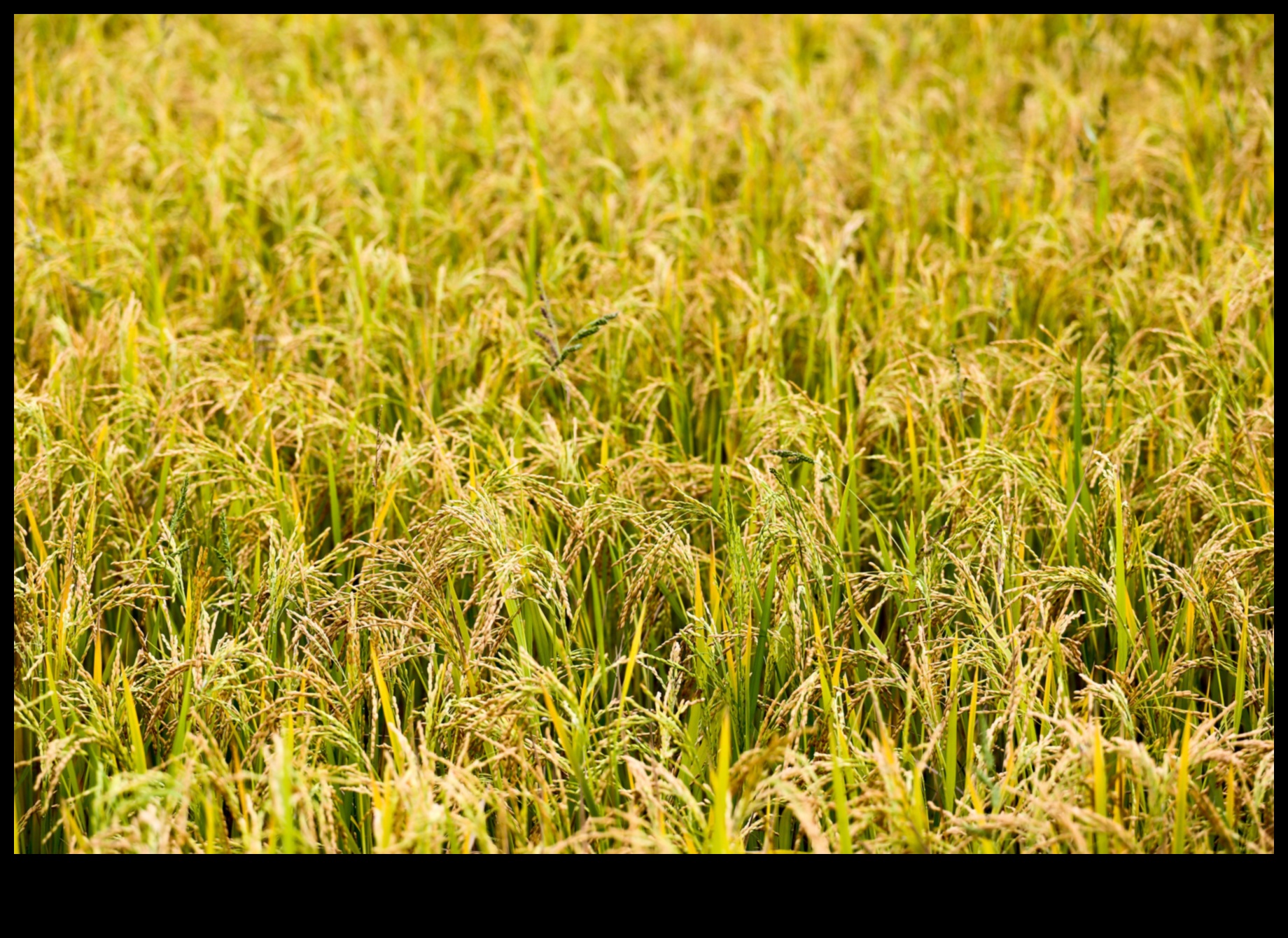 Pārpilnības lauki: lauksaimniecības zemes un labības lauki