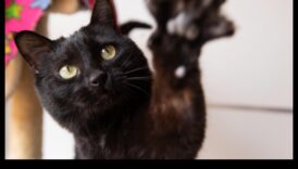 Apstiprinājumi ar ķepu: izveidojiet savam kaķim pozitīvu vidi