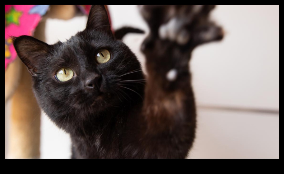 Apstiprinājumi ar ķepu: izveidojiet savam kaķim pozitīvu vidi