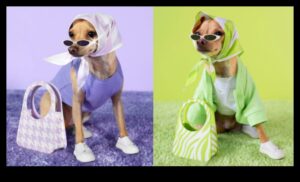 Canine Couturiers: dizaineri veido stilīgu suņu modi