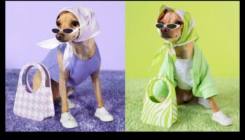 Canine Couturiers: dizaineri veido stilīgu suņu modi