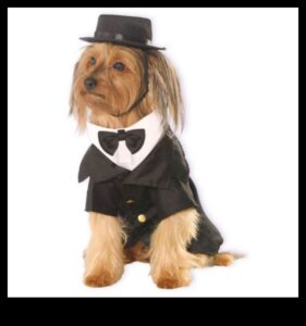 Dapper Doggies: DIY mājdzīvnieku apģērbs un aksesuāri