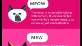 Kaķu zvani: Izpratne par kaķu skaņu valodu