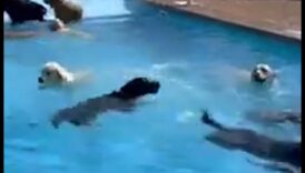 Kucēnu baseina ballīte: pārspējiet karstumu ar ūdens izklaidēm suņiem