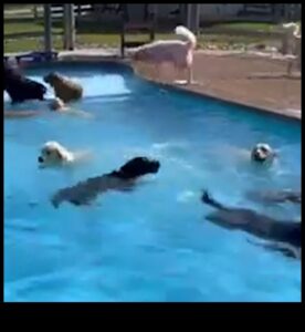 Kucēnu baseina ballīte: pārspējiet karstumu ar ūdens izklaidēm suņiem