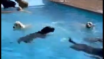 Kucēnu baseina ballīte: pārspējiet karstumu ar ūdens izklaidēm suņiem