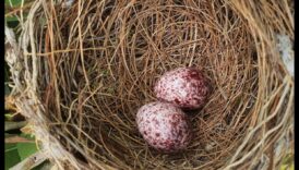 Olu dēšanas māksla: Izpratne par putnu vairošanos