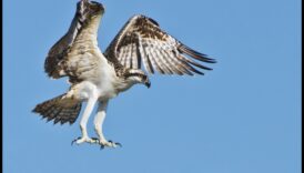 Putnu sportisti: putni, kas pazīstami ar saviem izcilajiem varoņdarbiem