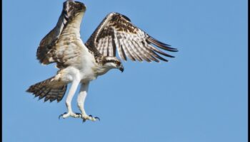 Putnu sportisti: putni, kas pazīstami ar saviem izcilajiem varoņdarbiem